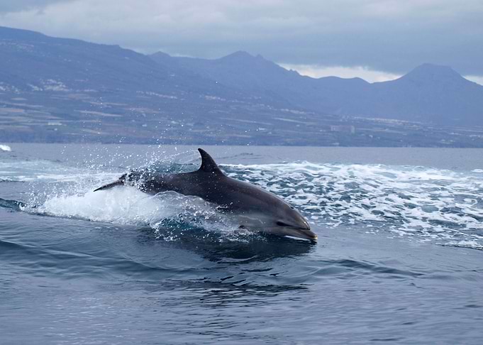 Dolphin in the Atlantic