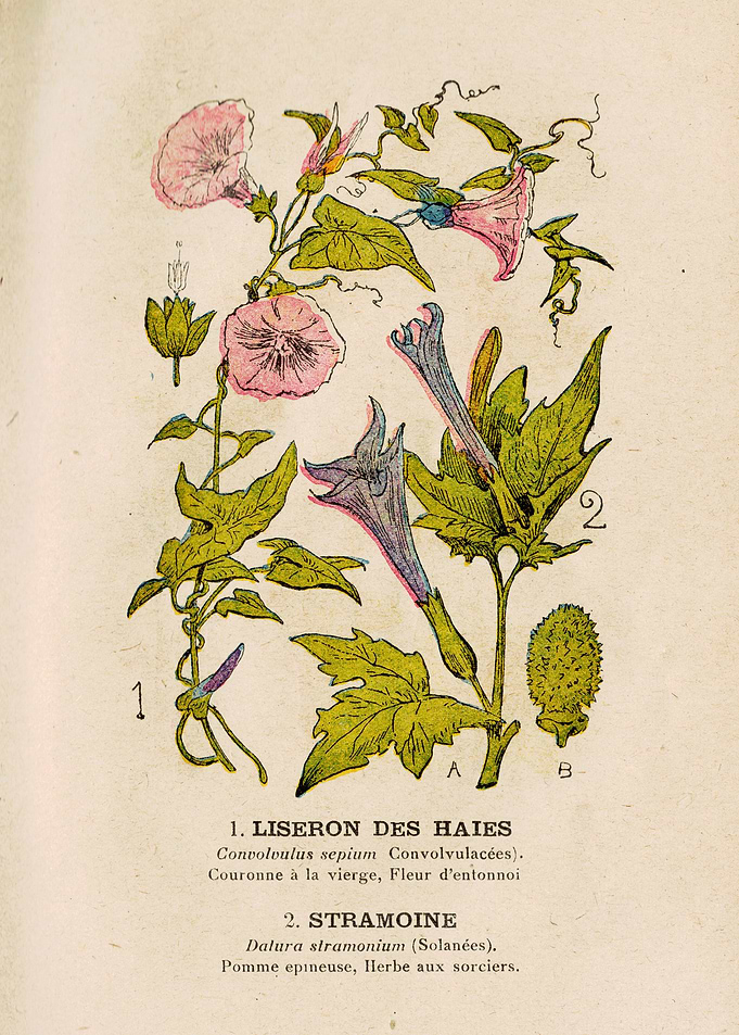 BINDWEED HEDGES + STRAMOIN