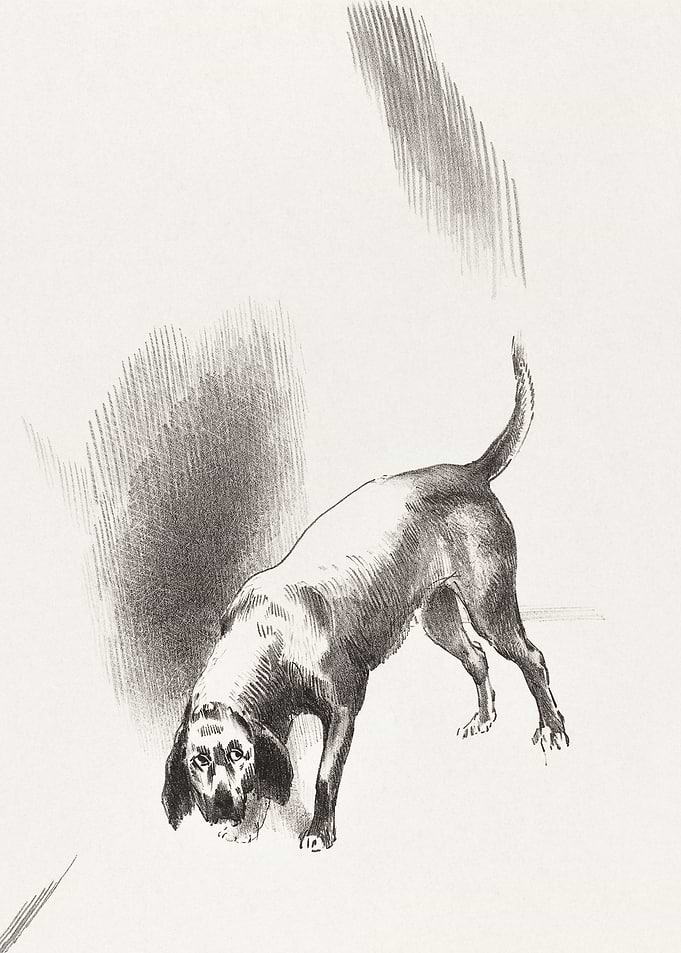 The Dog