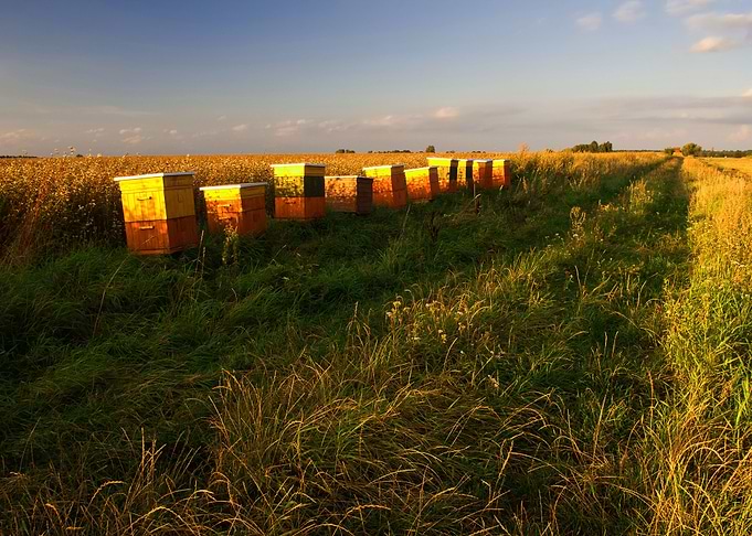 Day Bee Box Sky Head Farm