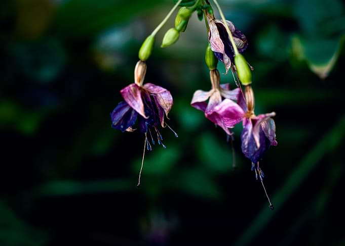 Fuchsia