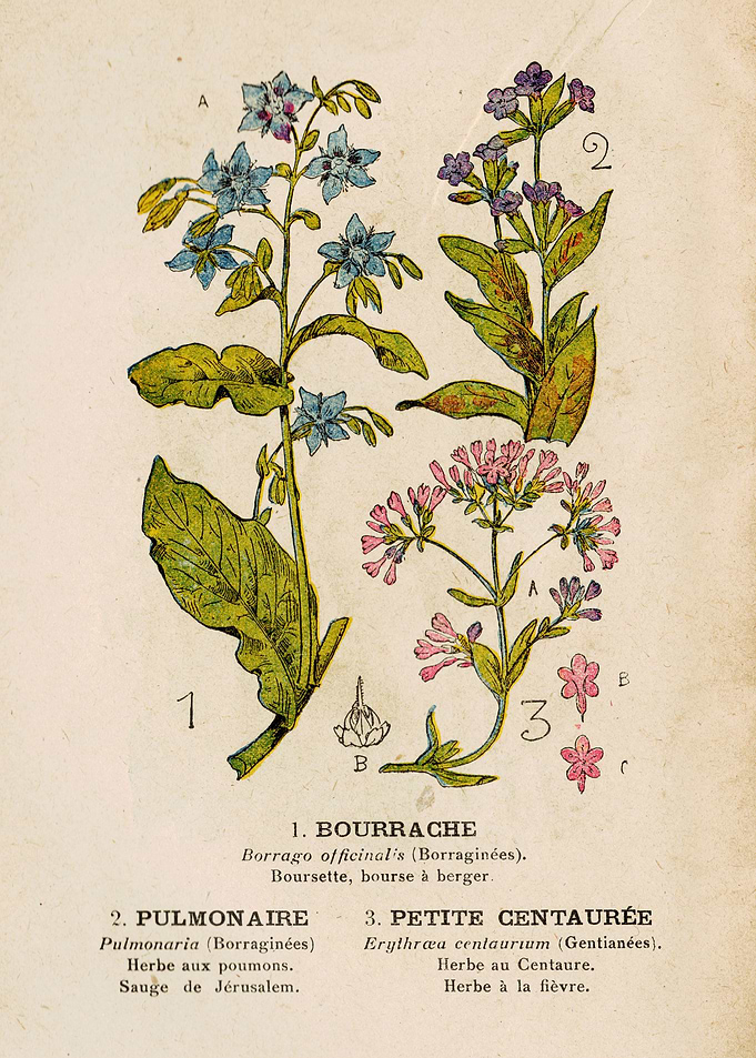 BORAGE + PULMO + CENTAURIA