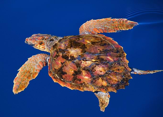 Loggerhead turtle
