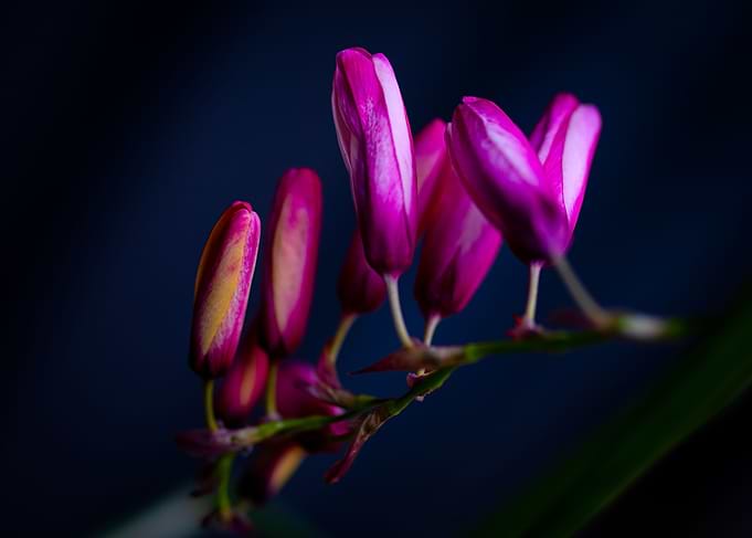 budding