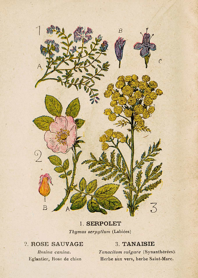 THYME + ROSE + TANAISIA