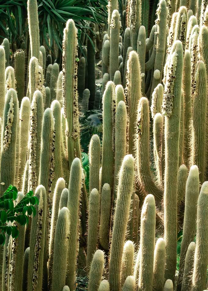Cacti