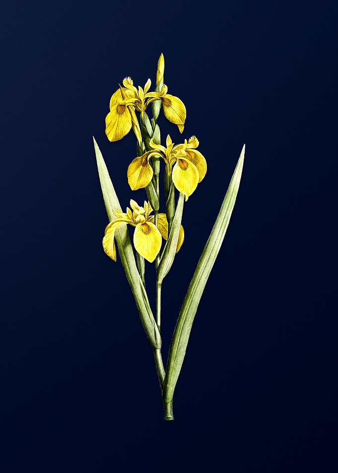Irises on Royal Blue
