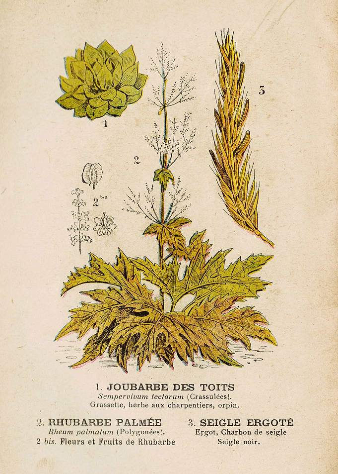 HOUSELEEK + RHUBARB + RYE
