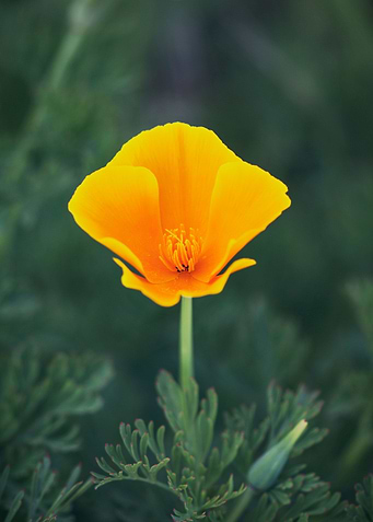 California Gold Poppy