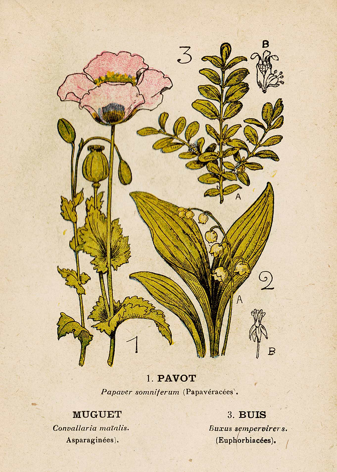 LILY + POPPY + BOXWOOD