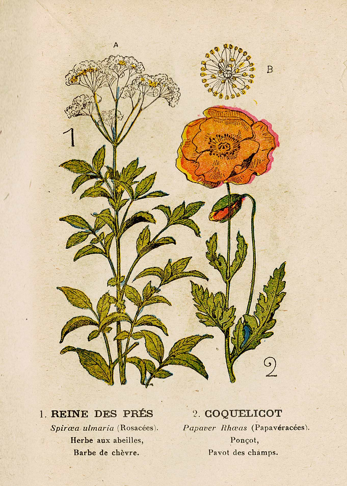 MEADOWSWEET + POPPY