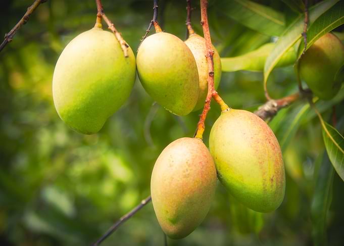 Mango Fruits