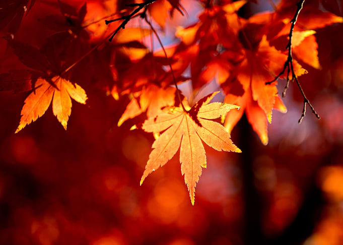 Autumn