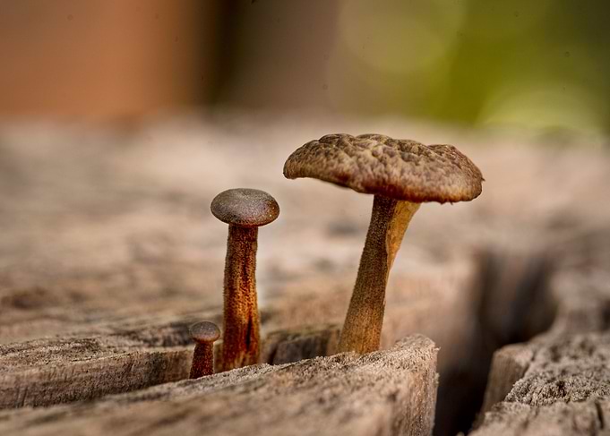 Fungi