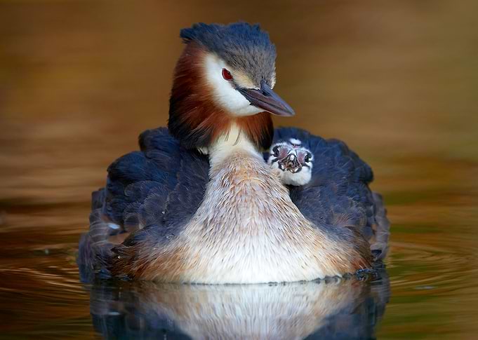 Great crested grebe 3