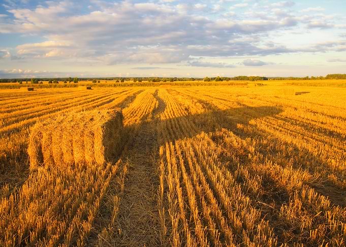 Grain Bundle Yield Economy
