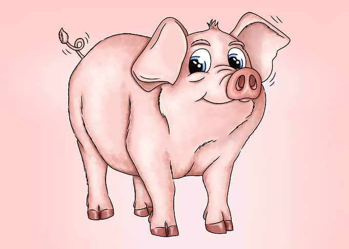 Cute pig