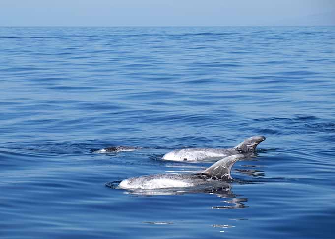 Risso s dolphins