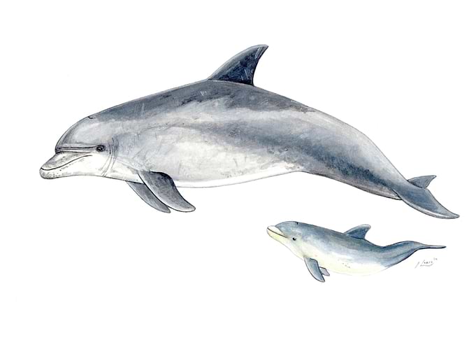 Bottlenose dolphin