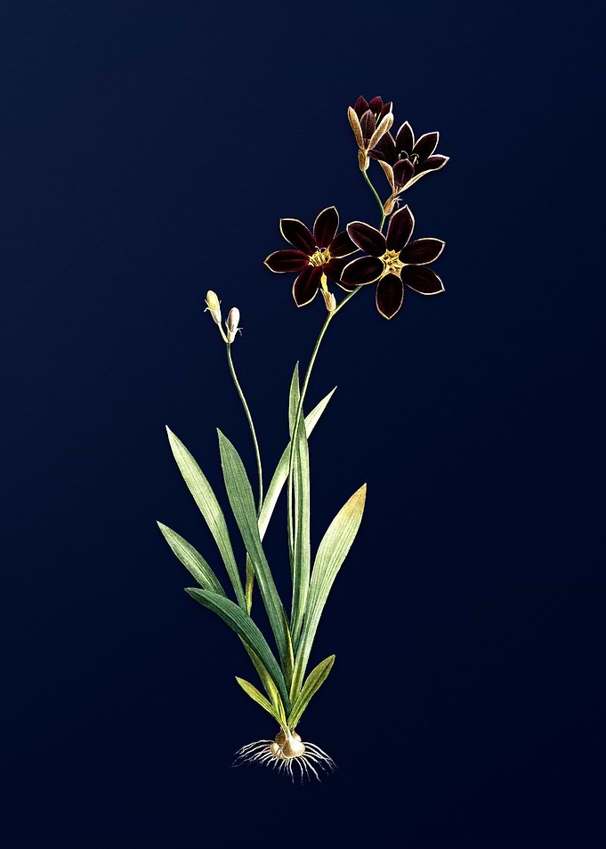 Purple Lily on Blue