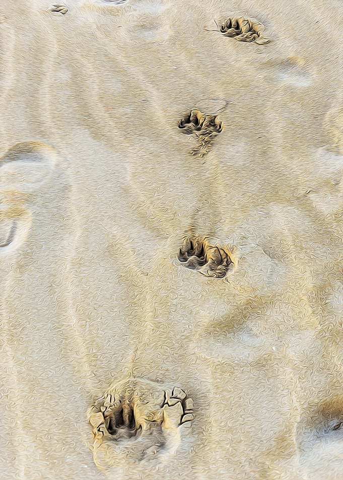 Dog paws prints on sand
