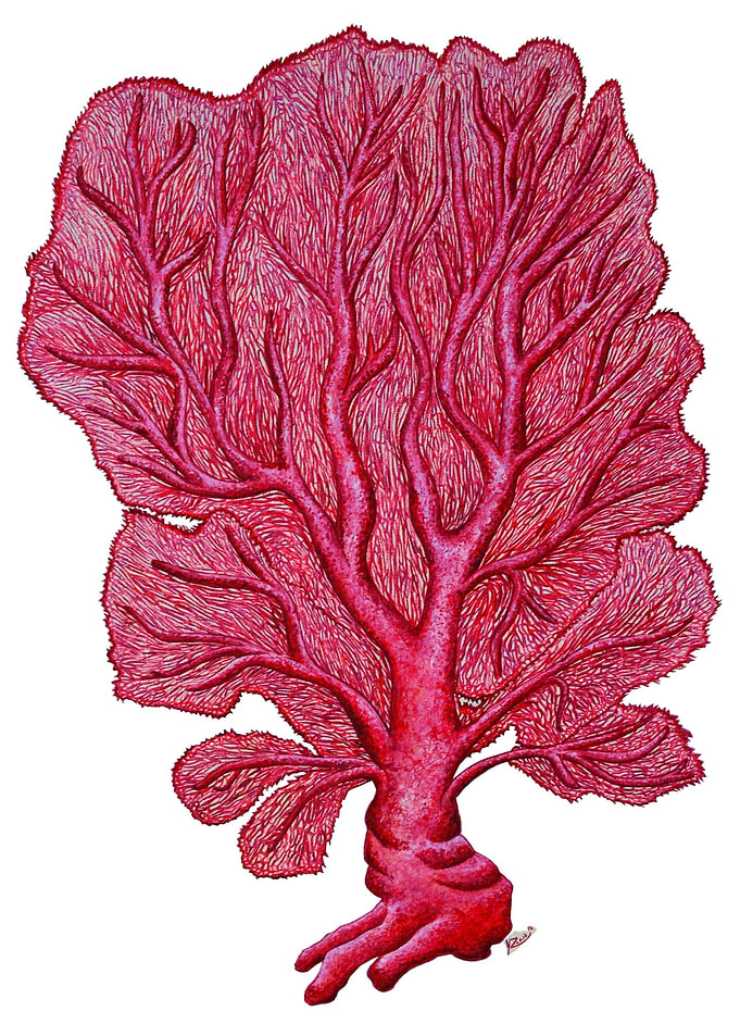 Pink coral