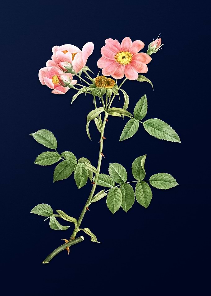 Lady Monson Rose on Blue