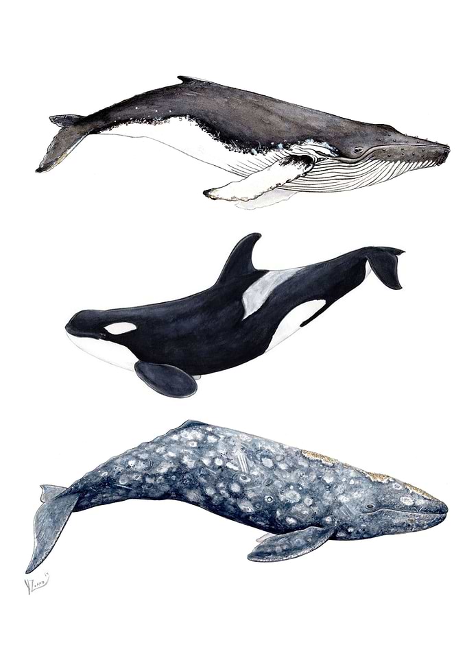 Orca grey humpback whales