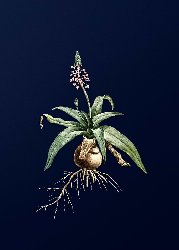 Lachenalia on Blue