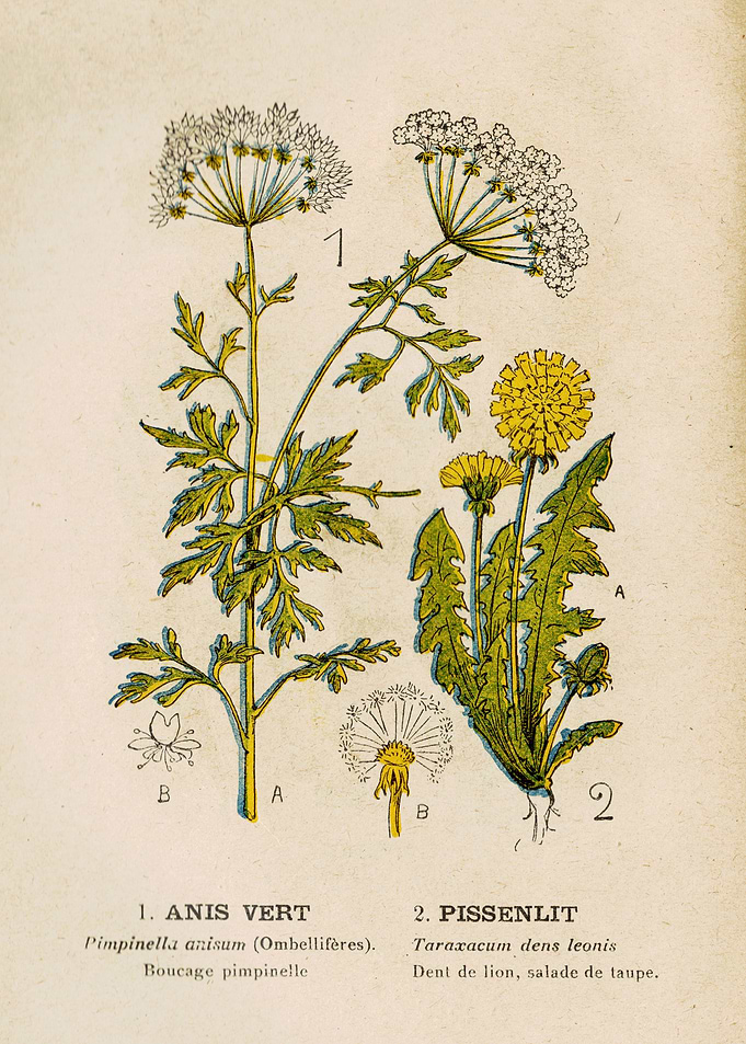 GREEN ANISE + DANDELION