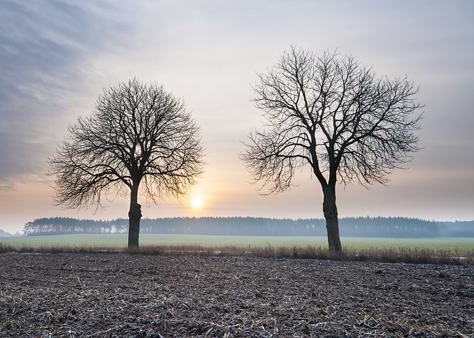 Ground Fog Soil Foggy Agri