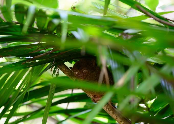 Tarsier