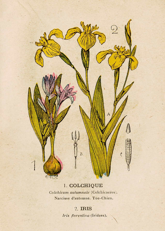 CROCUS + IRIS