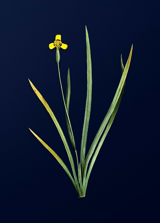 Irises on Royal Blue