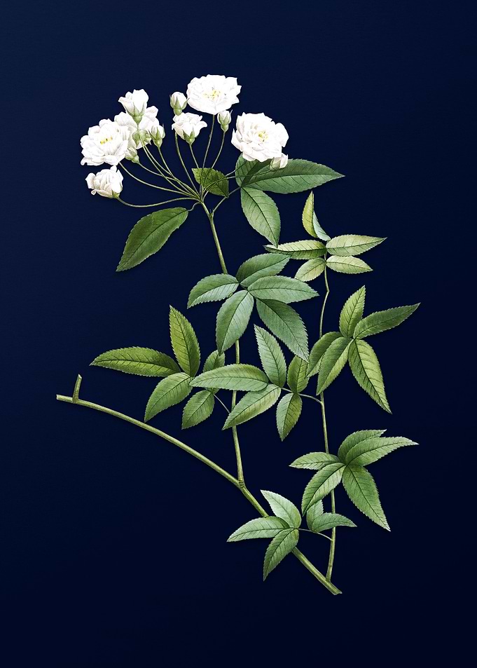 Lady Banks Rose on Blue