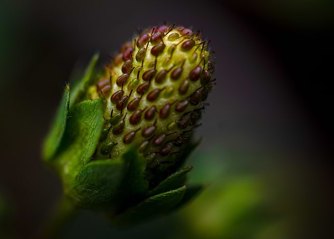 strawberry