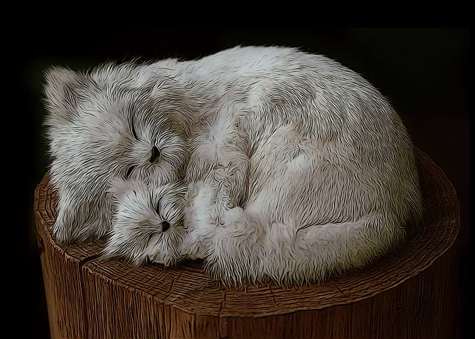 Cute cats