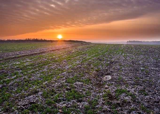 Plant Pasture Plow Plowed