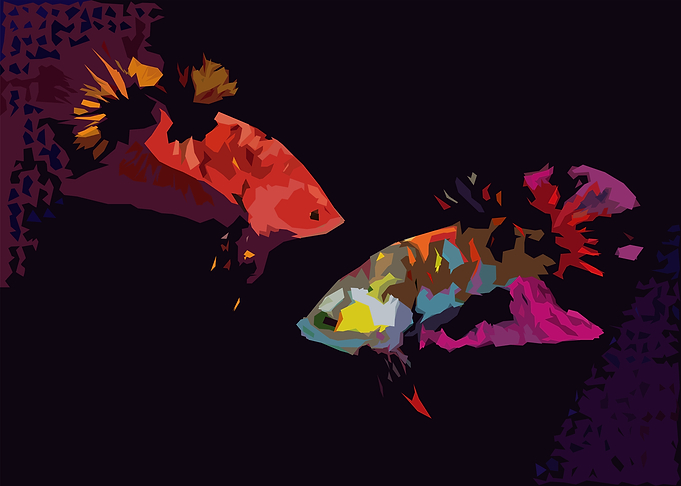 colorful betta fish