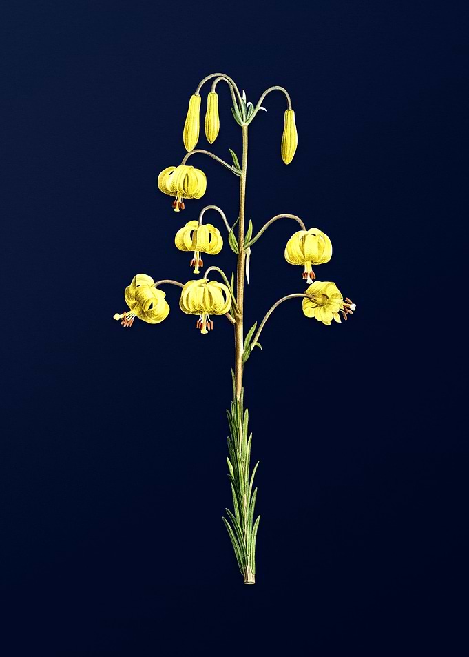 Lilium on Blue