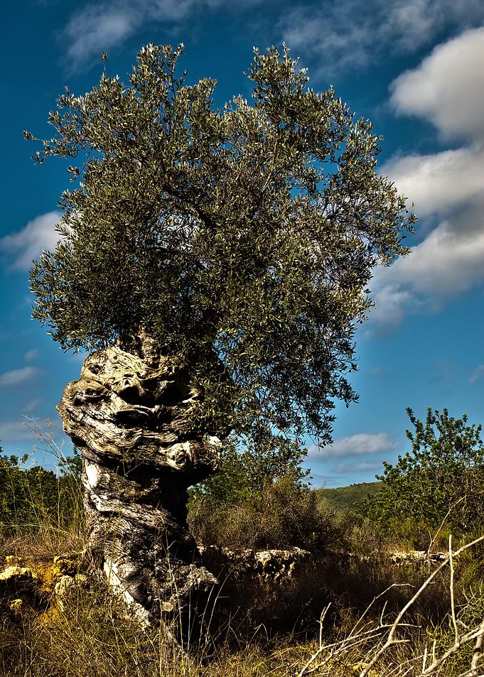 Olive Tree