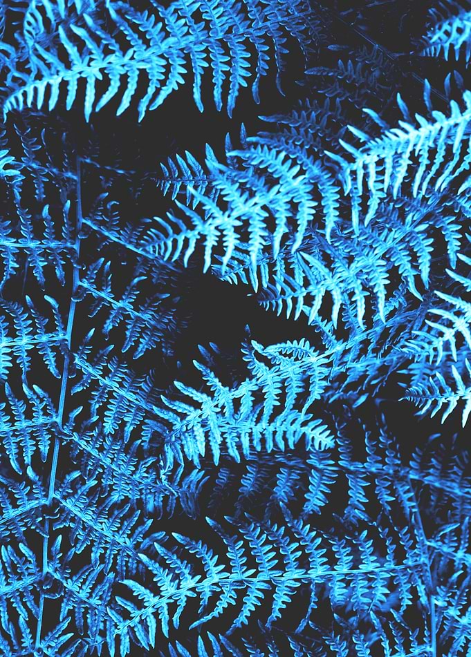 Fern jungle in blue
