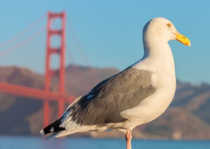 Gull and the City