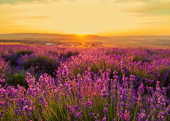 Lavender field at sunset