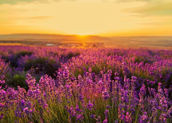Lavender field at sunset