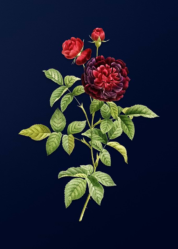 Hundred Leaf Rose on Blue