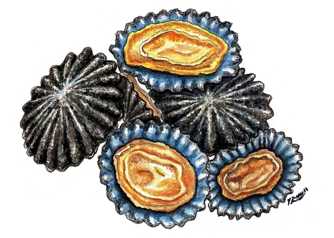 Patella seafood