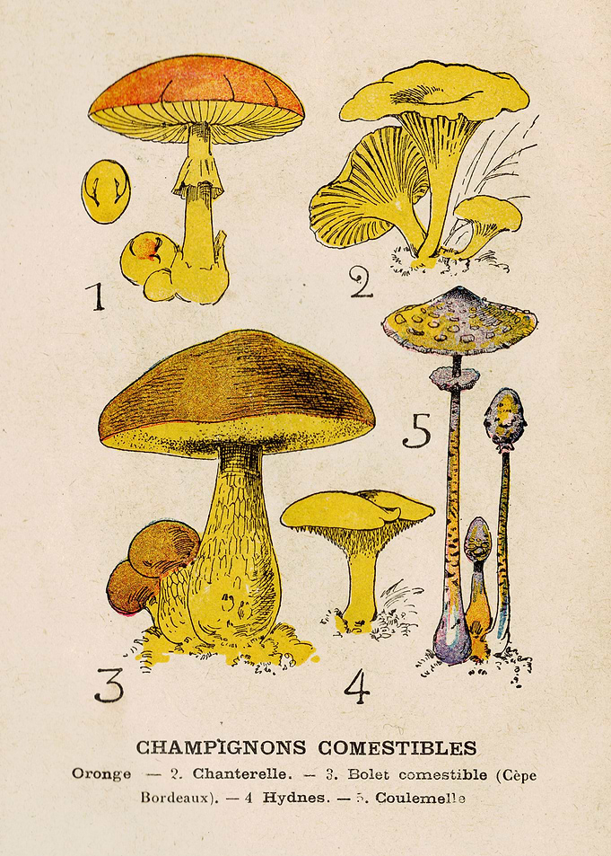 CHAMPIGNONS COMESTIBLES