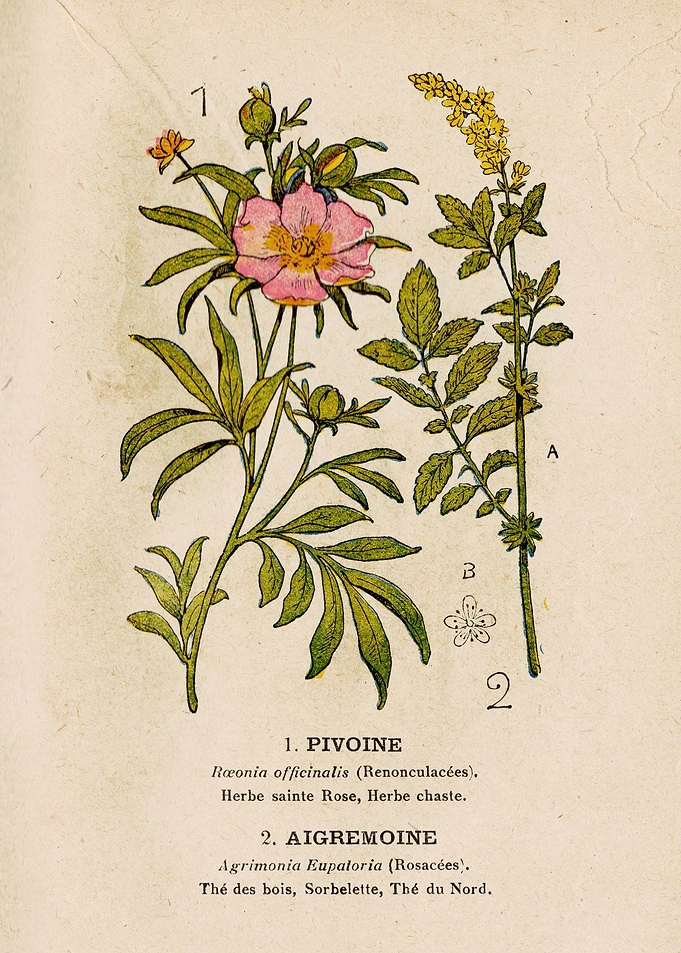 PEONY + AGRIMONY