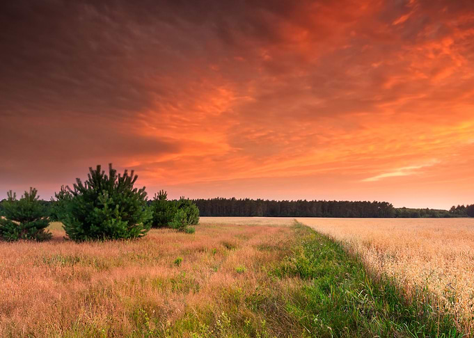 Field Panorama Sunlight Gr